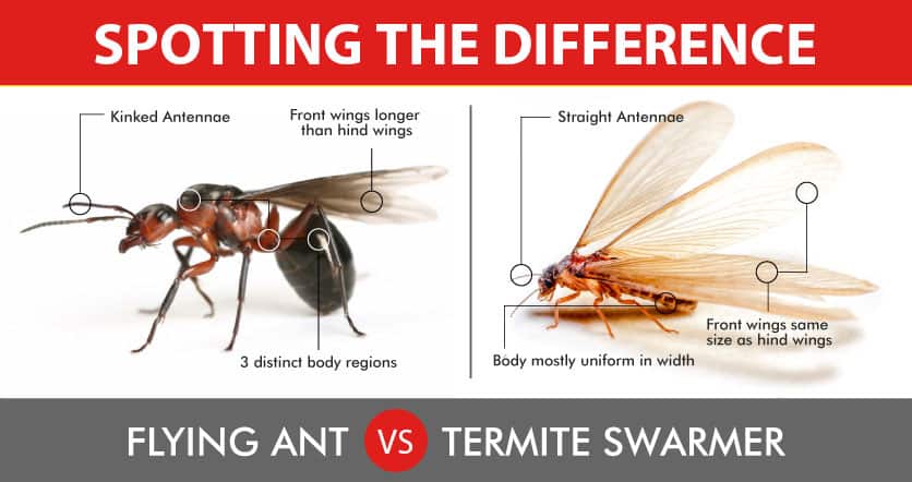 ants vs termites