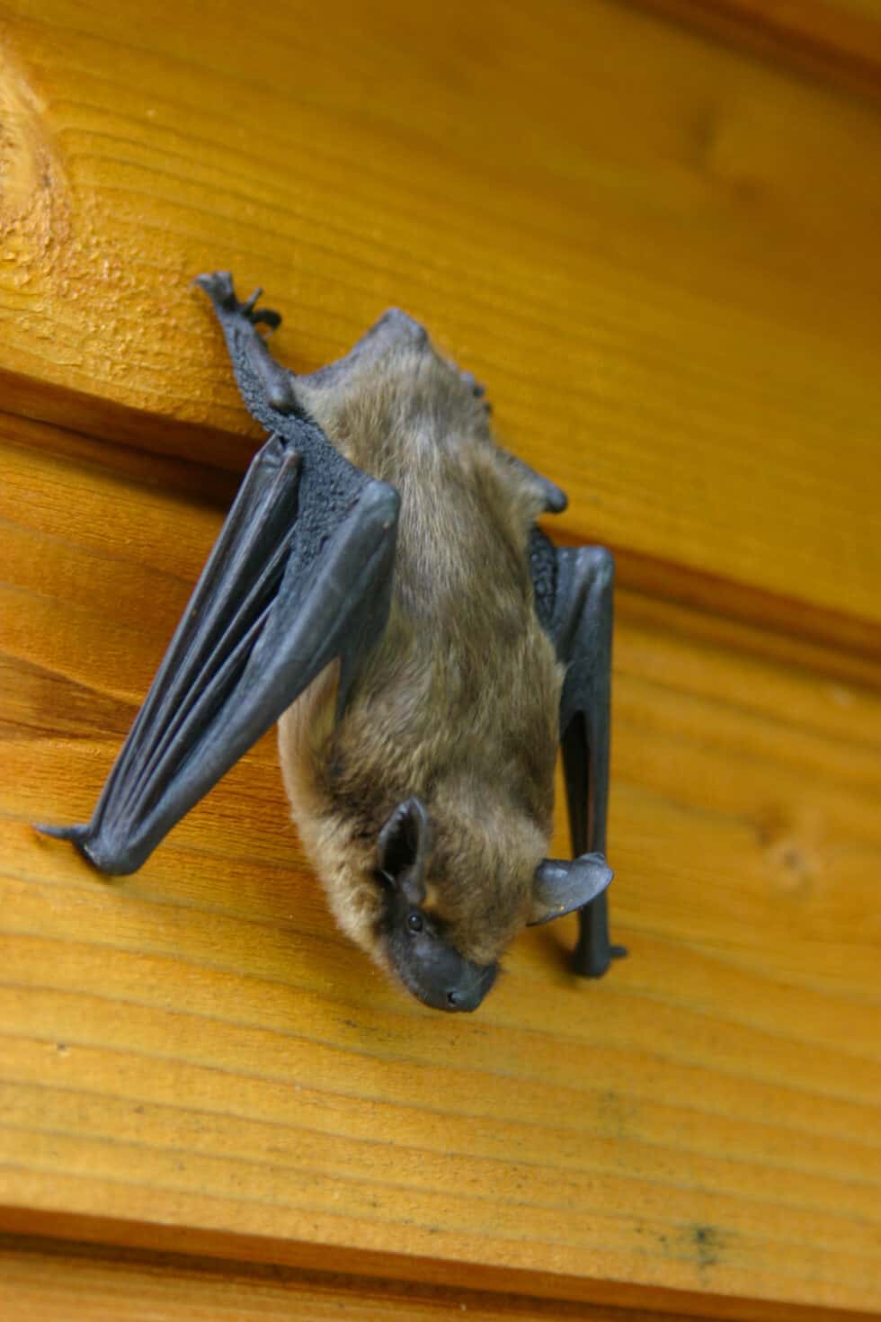 Bat Eviction Albany NY Bat Exterminator Albany NY